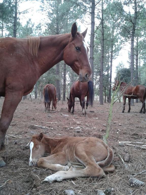 Hostel Residential Horse Club Costa Brava Santa Cristina d'Aro Exteriér fotografie